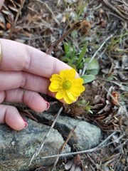 Ranunculus glaberrimus