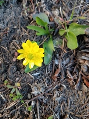 Ranunculus glaberrimus