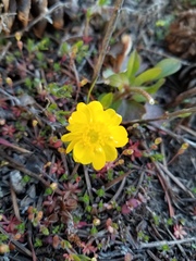 Ranunculus glaberrimus