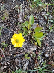 Ranunculus glaberrimus