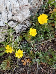 Ranunculus glaberrimus