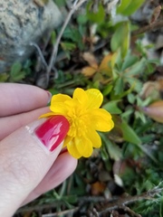 Ranunculus glaberrimus