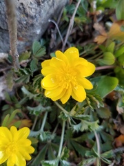 Ranunculus glaberrimus