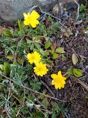 Ranunculus glaberrimus