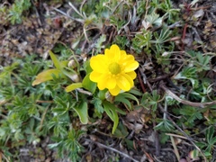 Ranunculus glaberrimus