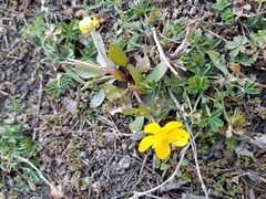 Ranunculus glaberrimus