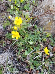 Ranunculus glaberrimus