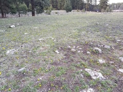 Ranunculus glaberrimus