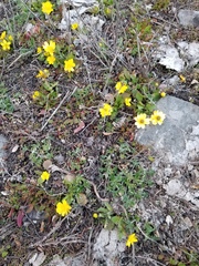 Ranunculus glaberrimus