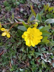 Ranunculus glaberrimus