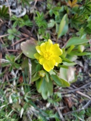 Ranunculus glaberrimus