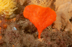 Echinoclathria leporina