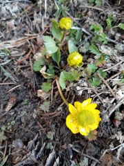 Ranunculus glaberrimus
