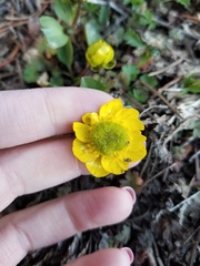 Ranunculus glaberrimus