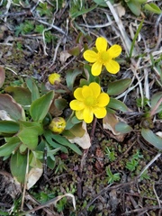 Ranunculus glaberrimus