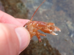 Dorphinaxius kermadecensis