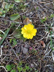 Ranunculus glaberrimus