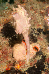 Halisarca australiensis