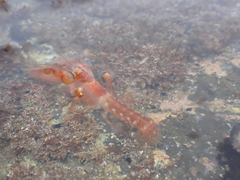 Dorphinaxius kermadecensis