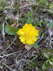 Ranunculus glaberrimus
