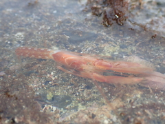 Dorphinaxius kermadecensis
