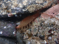Dorphinaxius kermadecensis