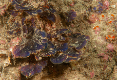 Distromium flabellatum