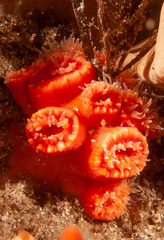 Australopsammia aurea