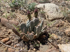 Opuntia basilaris brachyclada
