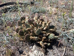 Opuntia basilaris brachyclada