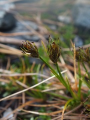Carex edura