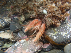 Dorphinaxius kermadecensis