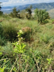 Lippia javanica