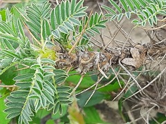 Astragalus denudatus