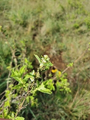 Lippia javanica