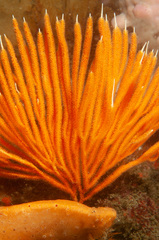 Sphaerokodisis australis