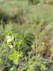 Lippia javanica