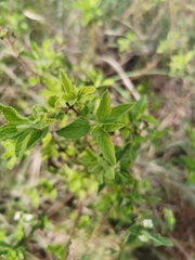 Lippia javanica