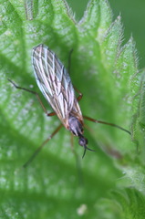 Empis trigramma