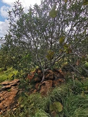 Ficus ingens