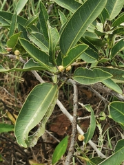 Ficus ingens