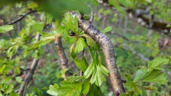 Dysaphis crataegi