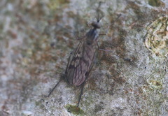 Sylvicola punctatus