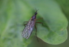 Empis trigramma