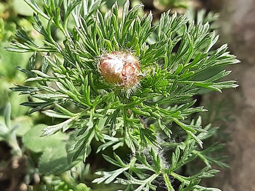 Summer Pheasant's-eye