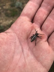 Dorcadion holosericeum