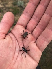 Dorcadion holosericeum