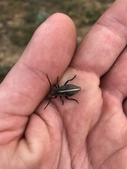 Dorcadion holosericeum