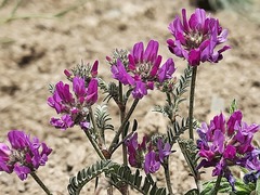 Astragalus onobrychis