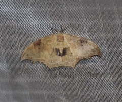 Strepsigonia affinis